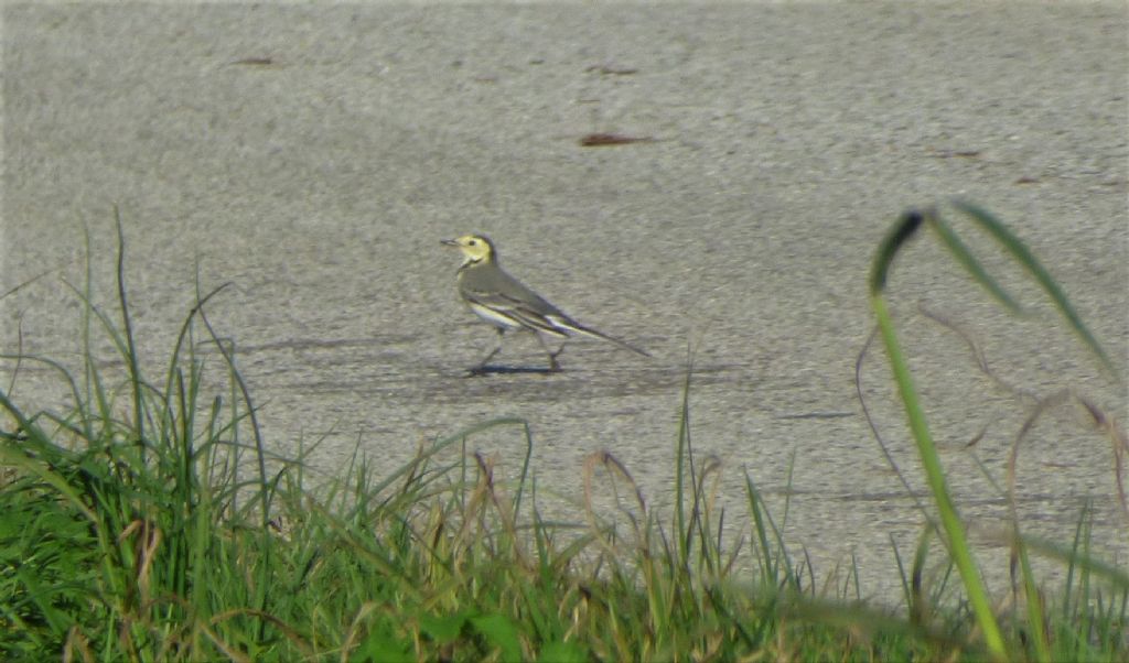 Ballerina bianca (Motacilla alba) ?   S !